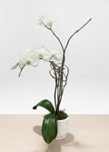 Orchid
