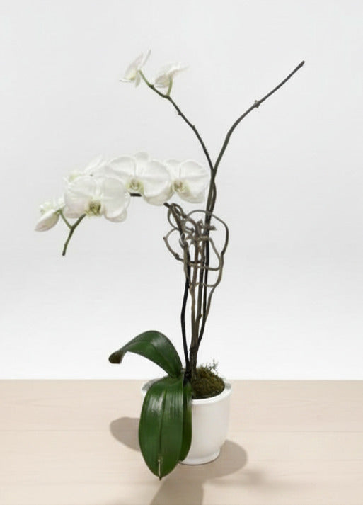 Orchid
